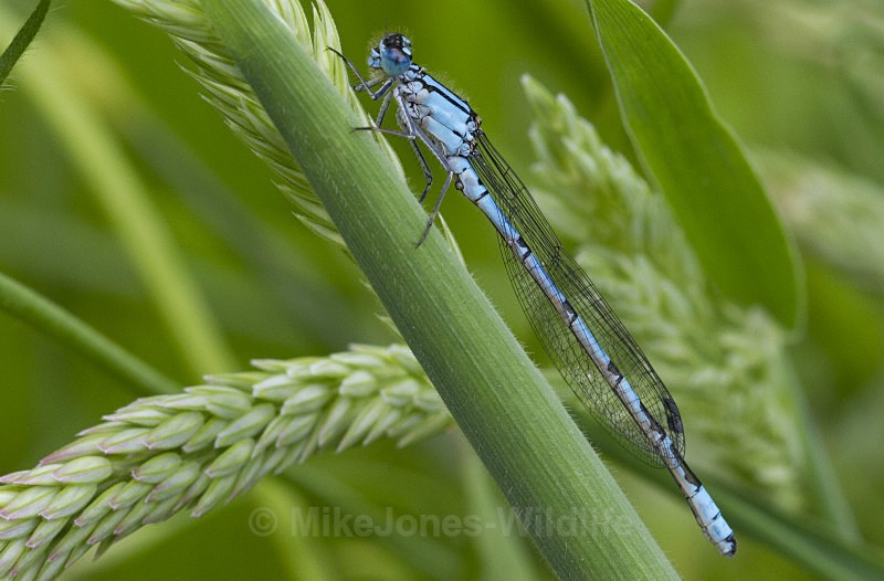 Common Blue Damselfly, Cheshire - DRAGONFLY & DAMSELFLY GALLERY