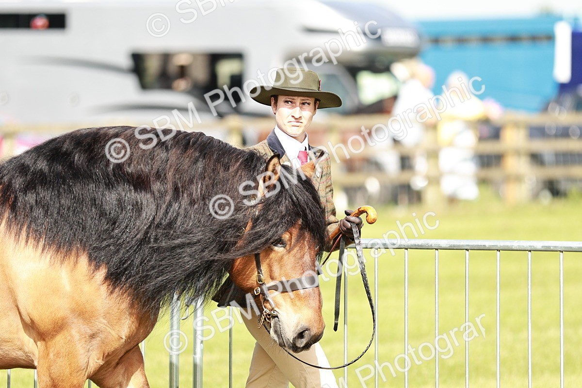 SBM_00797 - Class 14-23 - Mountain & Moorland In Hand Non Welsh