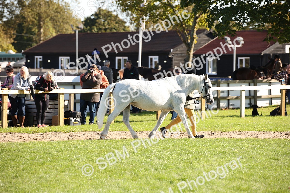 SBM_36570 - S10 - Best In Hand Horse & Pony