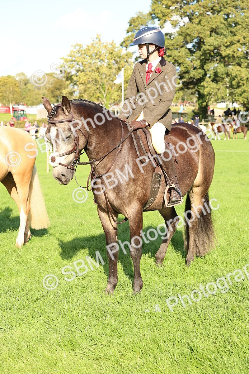 SBM_50176 - S34 - Novice & Newcomers Working Hunter