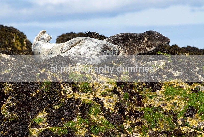 _CNP0438 - Farne Isles