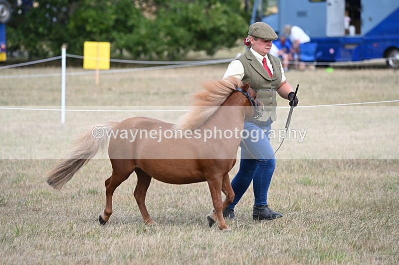 WJ6_6864 - Class 21 Shetland & Mini Horses