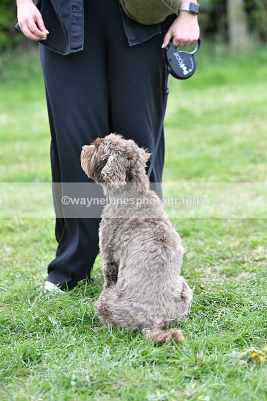 WJ5_9377 - Class 1 Best Cross Breed / Heniz 57