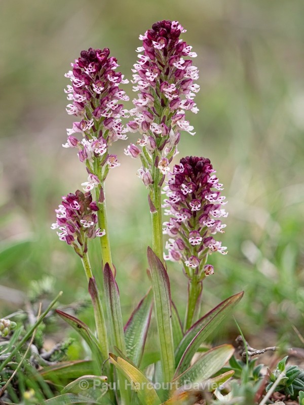 Burnt-tip Orchid (Neotinea ustulata) also formerly  Orchis ustulata) - Wild Orchids - 2