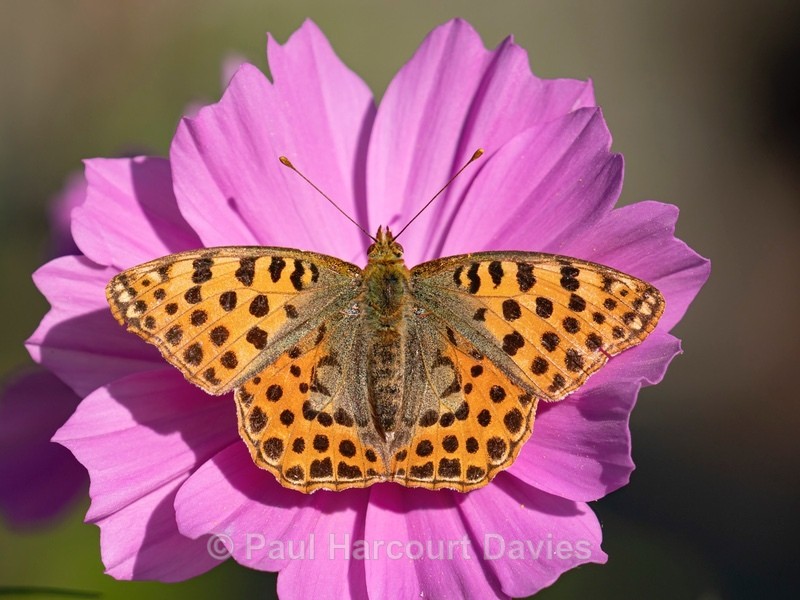 Queen of Spain fritillary (Isoria lathonia) ♀  - Insects & Spiders &  other animals 2021