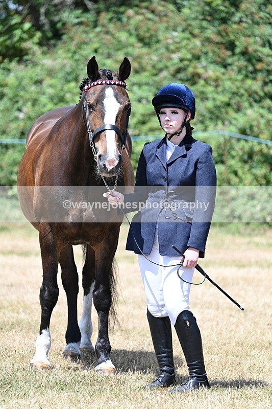 WJ7_2402 - Class 5a Most Handsome Gelding in hand (above 14.2hh)