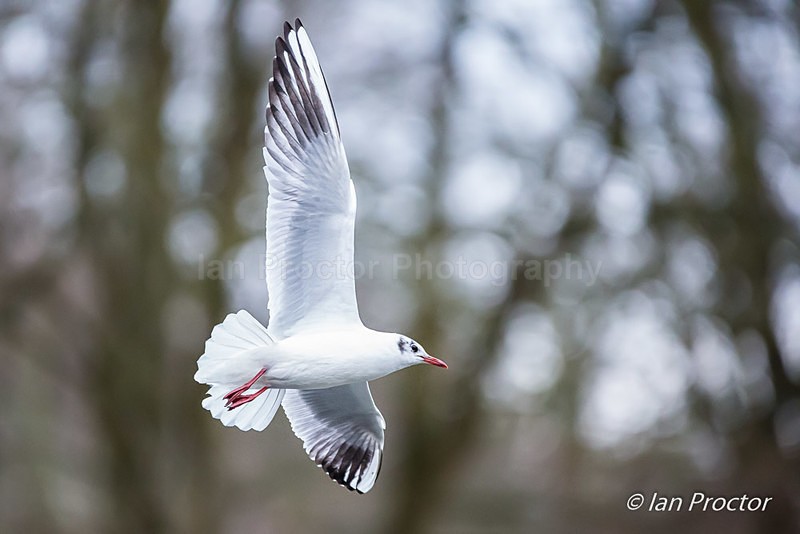Black-headed gull (winter plumage) in flight - Nature