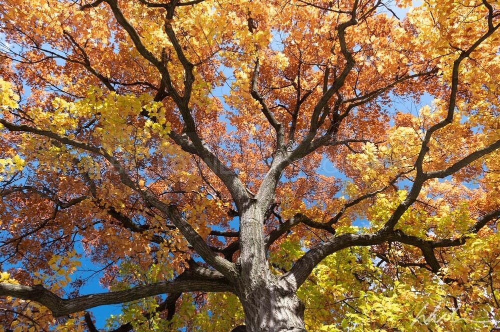 DSC_2190 - Autumn