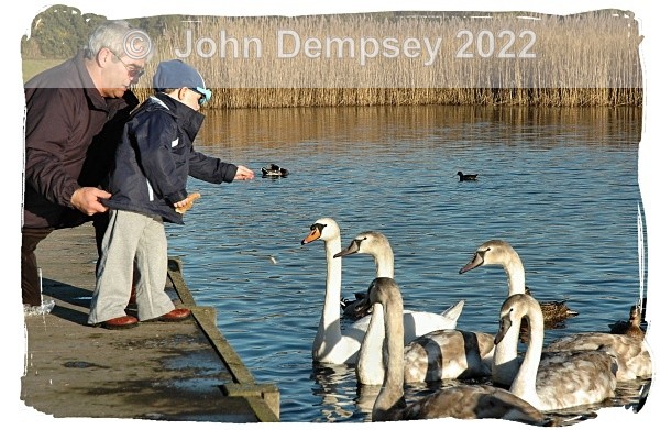 Feeding The Swans With Grandad - The Curlie