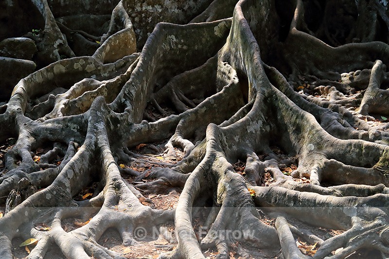 Tree Roots, Gao Gajah, Bali - Bali, Indonesia