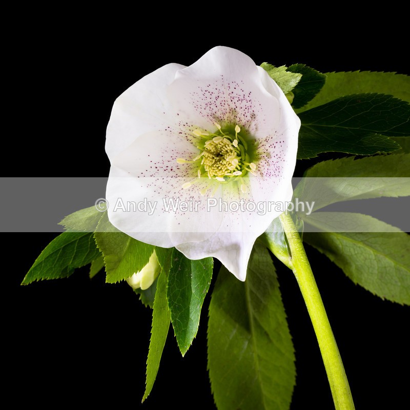 20170307-3K8A9573-4601 - Plants & Flowers