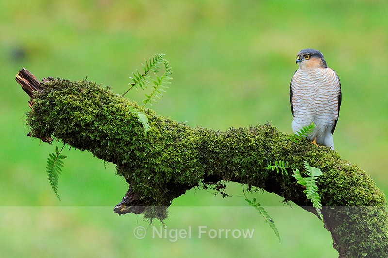 Sparrowhawk (male) on a mossy perch, Dumfries, Scotland - Sparrowhawk