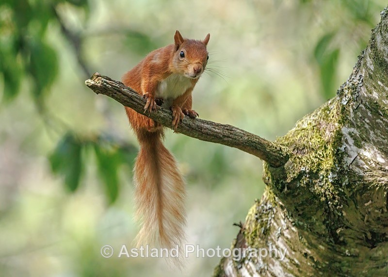 Red Squirrel - Latest Images