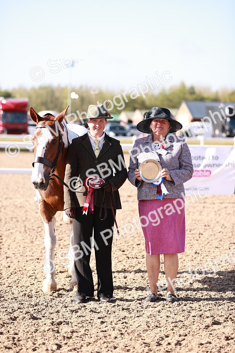 SBM_22046 - Class 702 - IH Show Horse-Pony