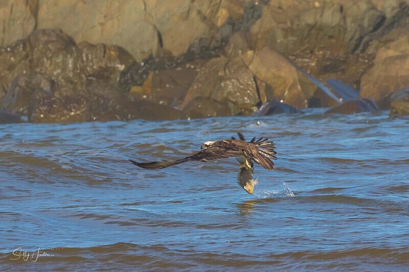 Osprey Fishing 5
