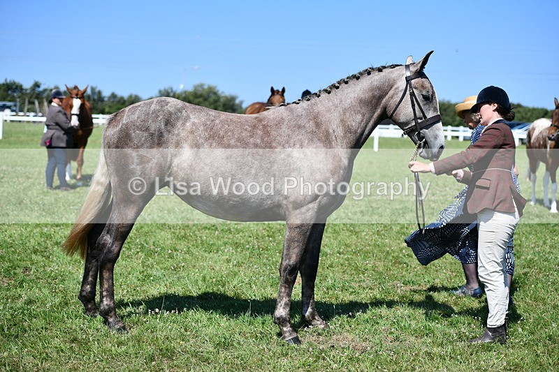 DSC_6794 - Class 57: Hunter/Riding Horse/Hack 1, 2 & 3 yr olds
