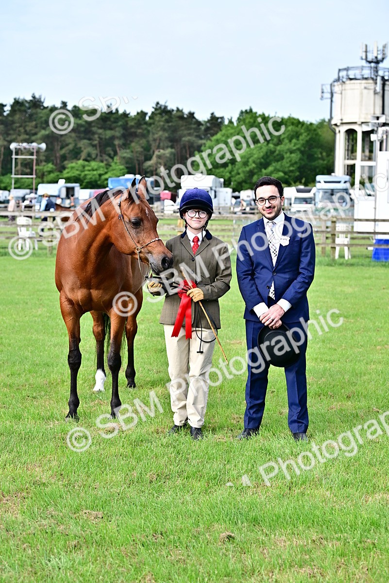 SBM_00043 - Class 46-49 - Arab and Part Bed-Anglo Arab In Hand