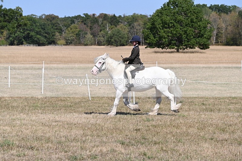WJ6_8842 - Class 38 Ridden Riding Horse/Pony