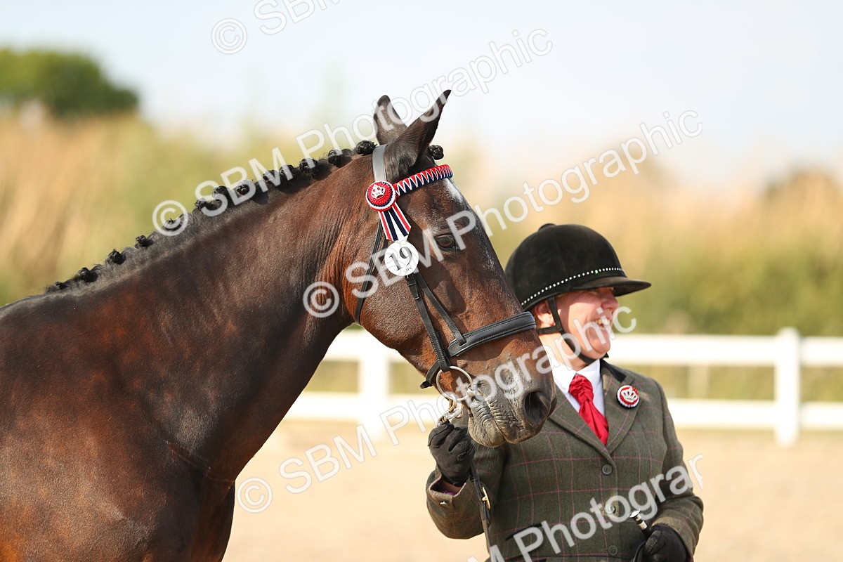 SBM_08597 - Class 28 - IH Veteran Horse