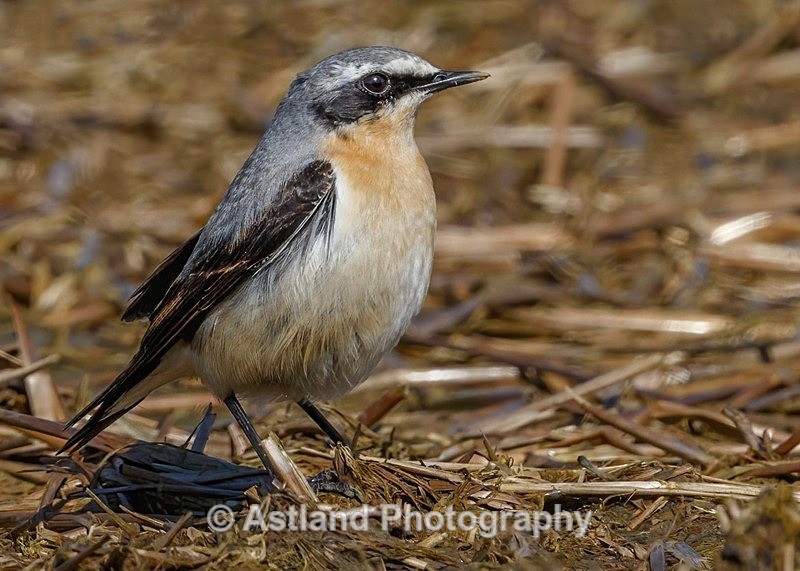 Astland Photography, Bird and Wildlife Images, Susan and Peter Wilson, U.K