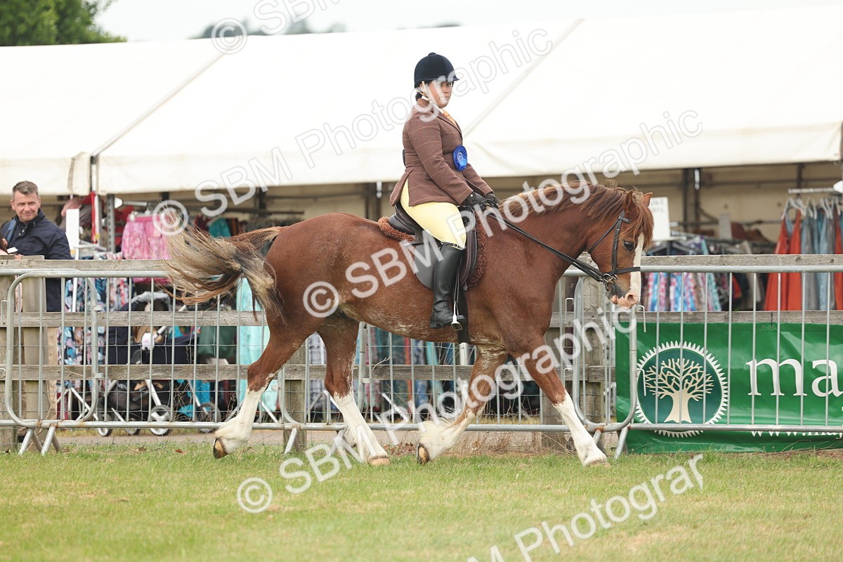 SBM_09103 - Class 78-80 - Ridden M&M Non Welsh Ponies