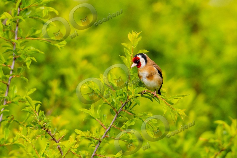 goldfinch Carduelis carduelis-9155 - UK birds