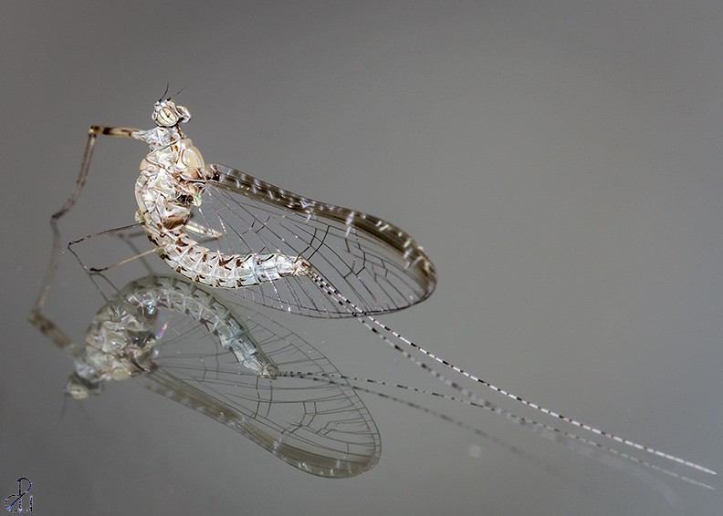 Macro photography by Diana Uzun