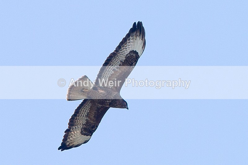 20120325-_MG_9979 - Raptors