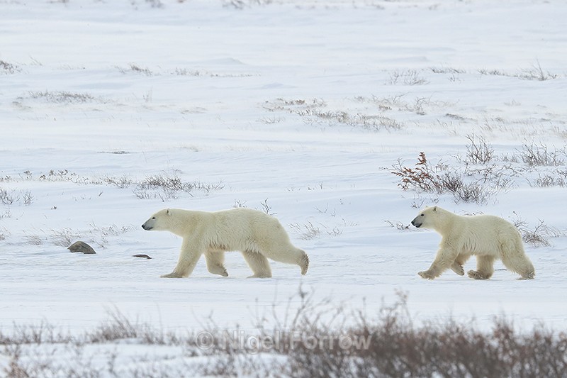Polar Bear mother & cub running, Churchill, Canada - Polar Bear