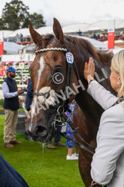 260823-Race 5-Albasheer-1236 - Race 5 Sky Bet Constantine Handicap