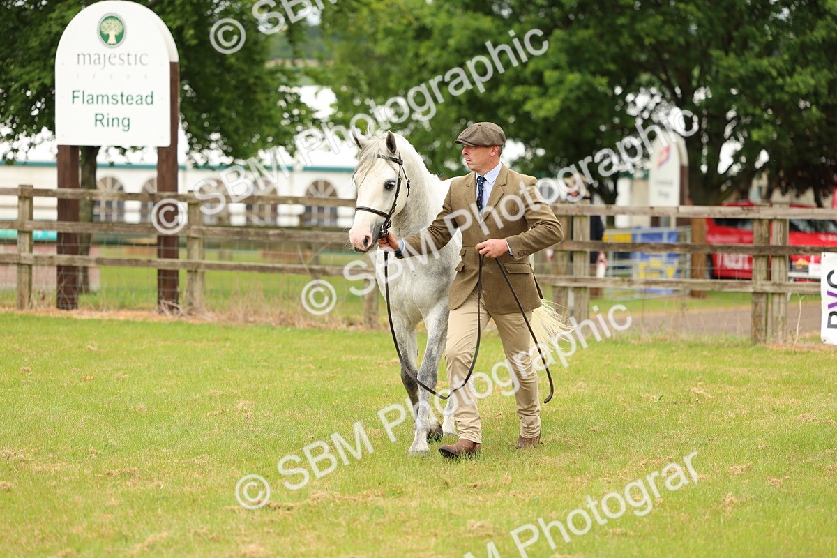 SBM_04046 - Class 64-67 - Shetland Pony In Hand