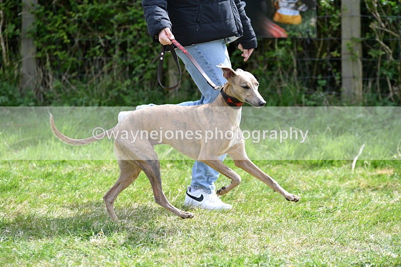 WJ5_9686 - Class 3 Most Handsome Dog