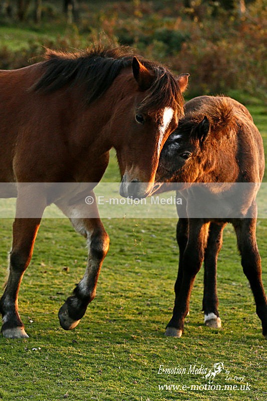 NFP 121015 495a - Equestrian