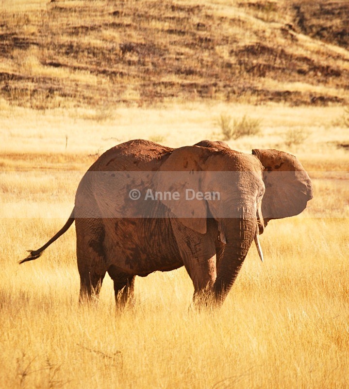 Desert Elephant in Damaraland - Namibian wildlife