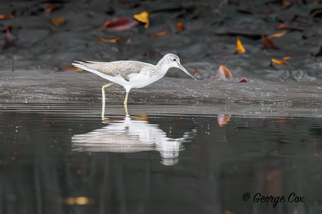 Greenshank - Gambia 2025
