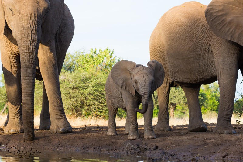 Elephant Baby 11