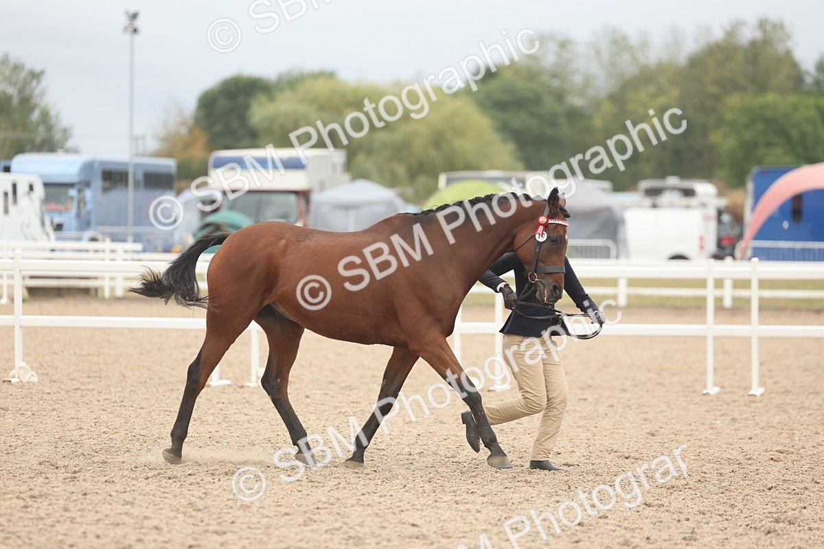 SBM_19843 - Class 318 - IH Part Bred Horse-Pony