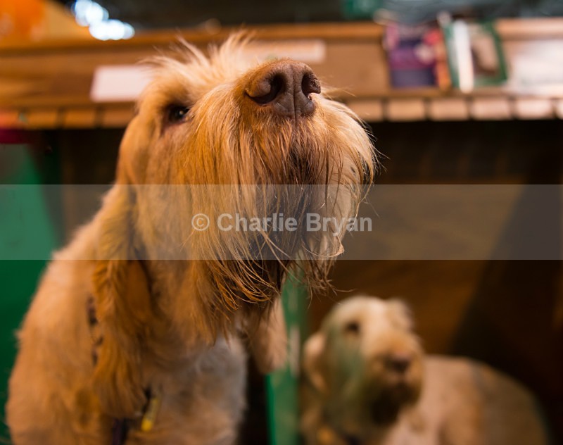  - Crufts 2017