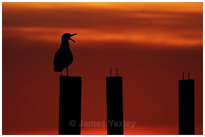 Herring Gull Silhouette at Morston Quay - The British Wildlife Photography Awards 2009 to 2014