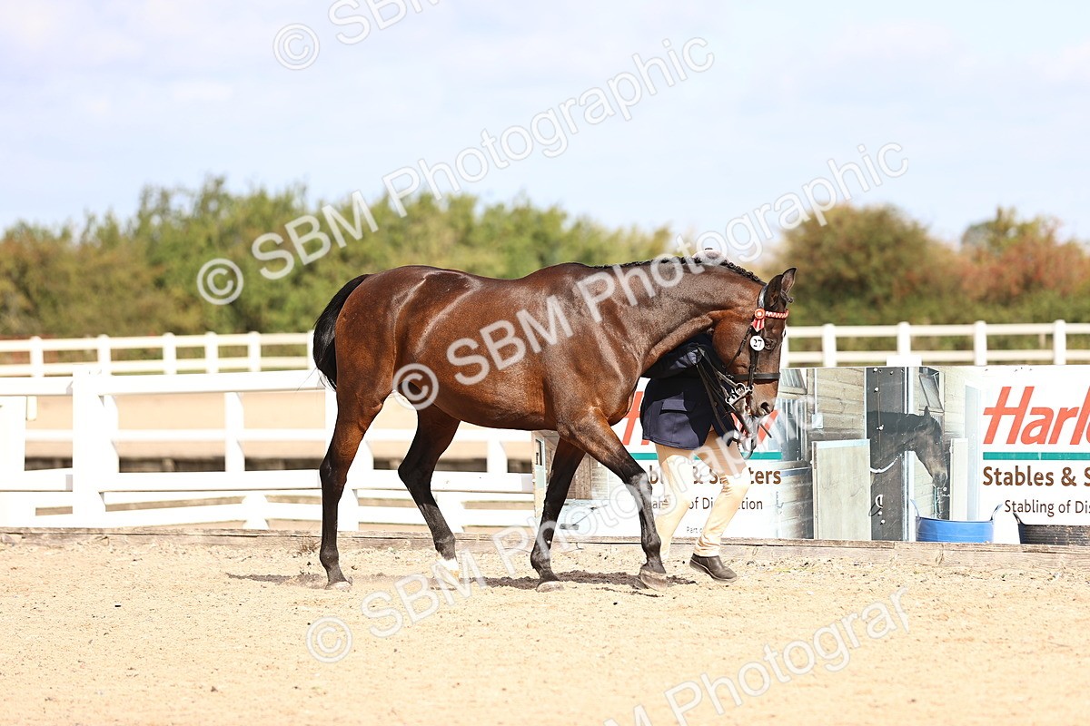 SBM_11497 - Class 407 - IH Hack-Riding Horse