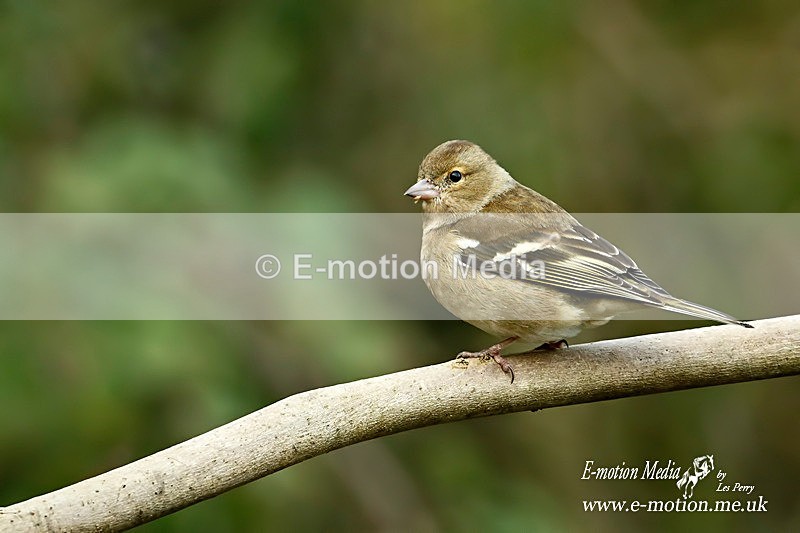 Chaffinch f 080116 1 - Nature