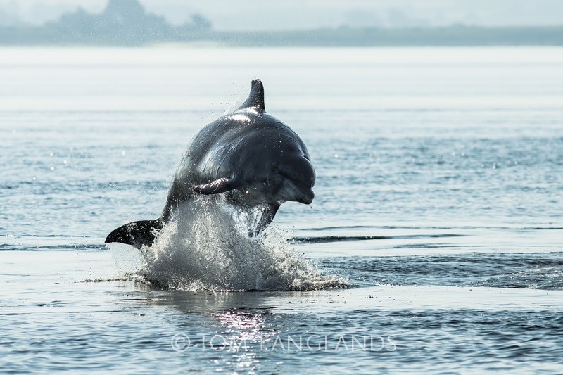 Bottlenose Dolphin - Dolphins
