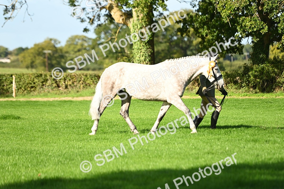SBM_15814 - S1 - TSR in Hand Horse & Pony Showing