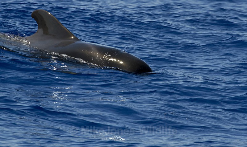 Short finned pilot whale, Madeira, Portugal (ref M27) - Short finned pilot whales (inc calf images) Azores & Madeira