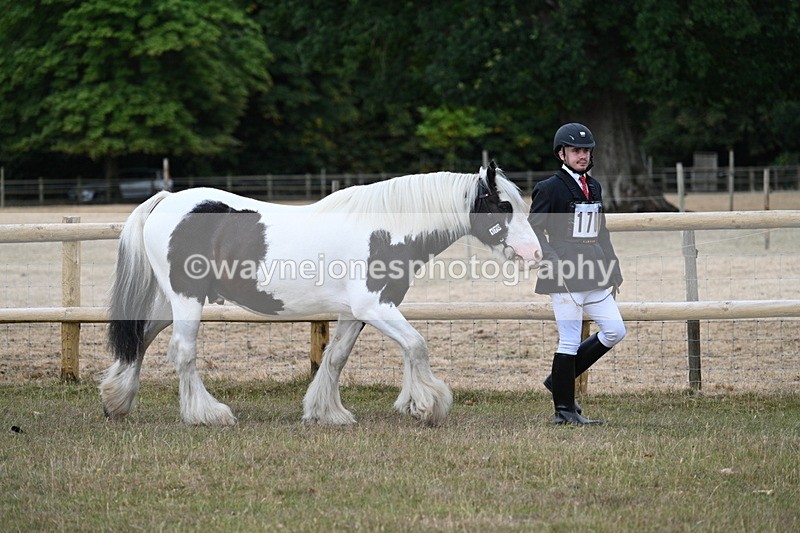 WJ7_9466 - Class 5 Most Handsome Gelding (up to 14.2hh)
