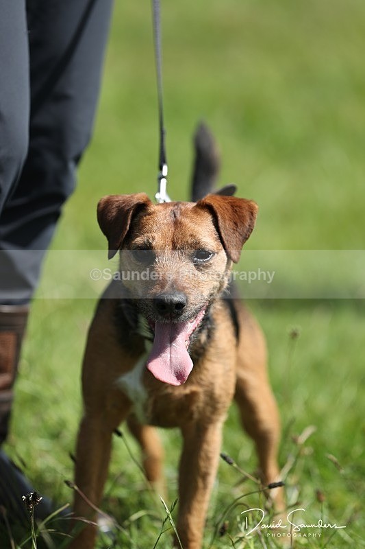 SPXX0545 - Dog show