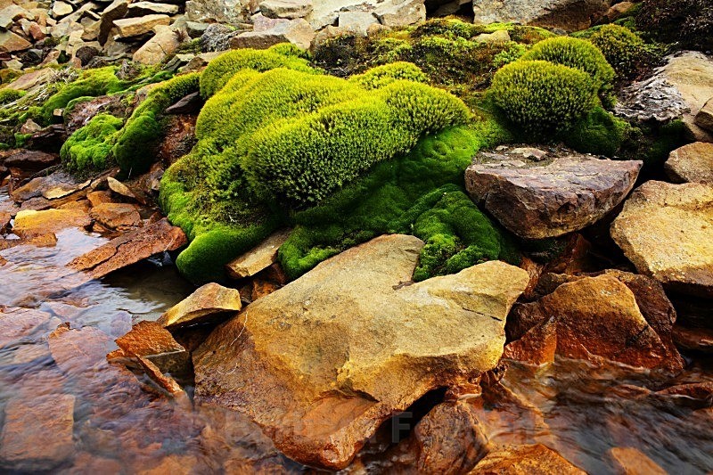 Green moss 7873 - Summer time