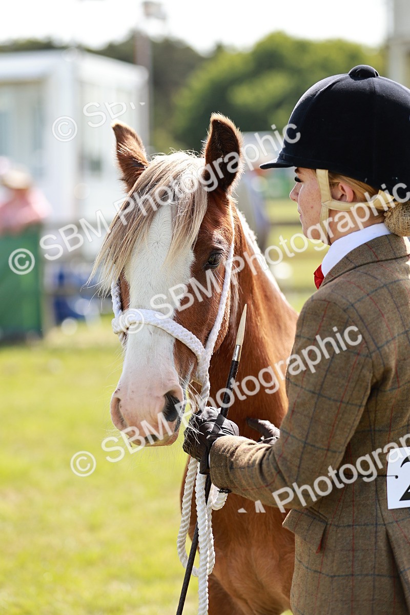 SBM_08664 - Class 63-65 - Traditional Gypsy Cobs In Hand & Ridden