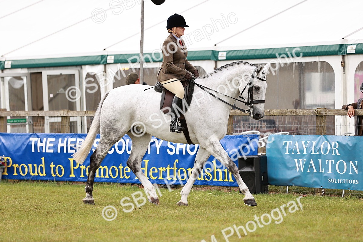 SBM_11532 - Class 81-84 - RIHS Ridden hunters Inc Ladies Hunter