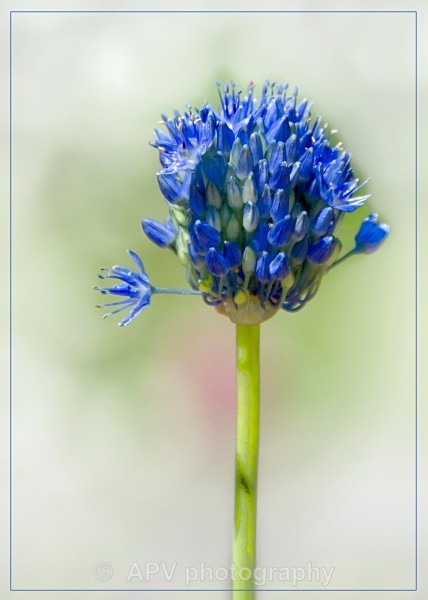 _SBA7687 - Petals and Leaves
